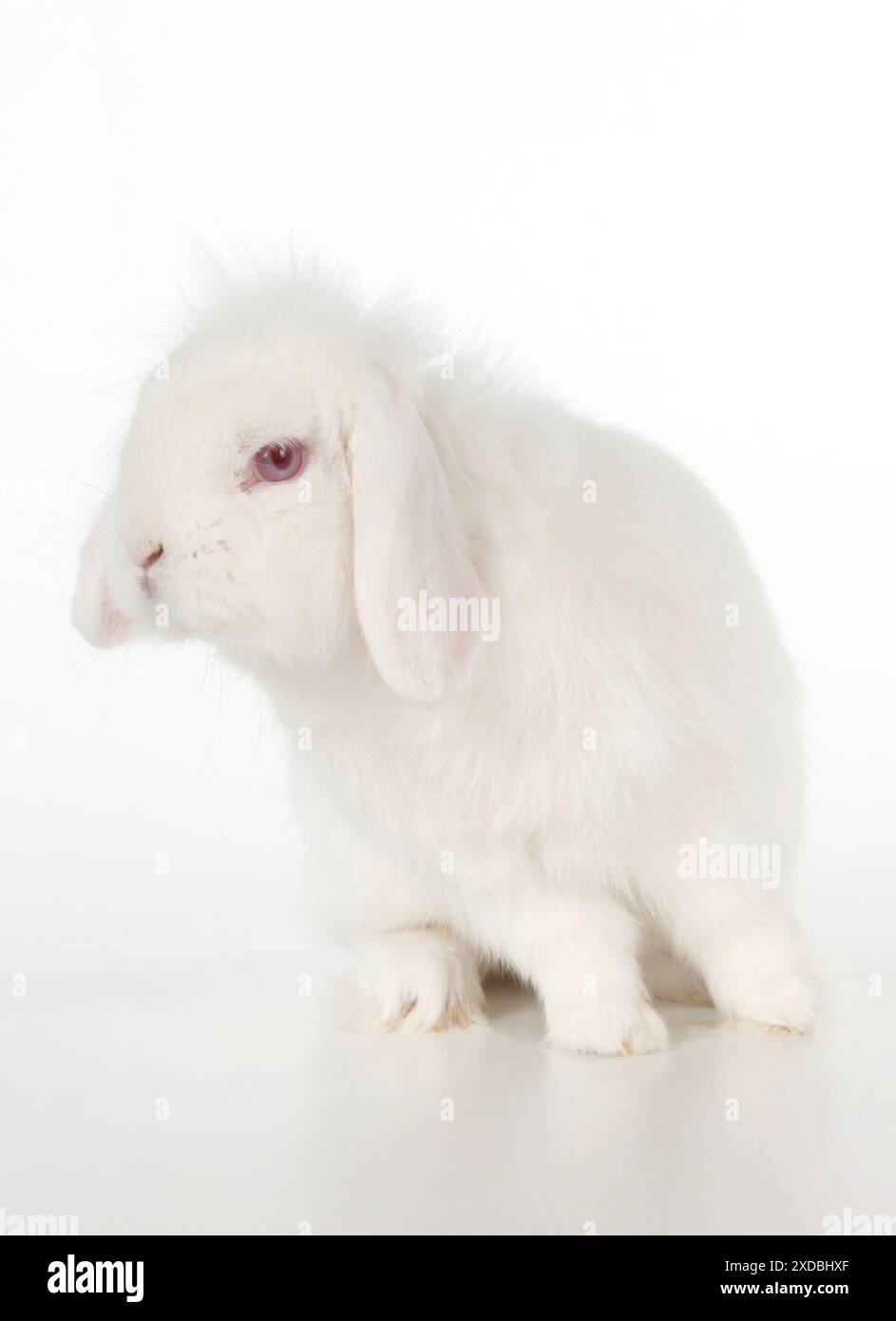 CONIGLIO - lop leone Foto Stock