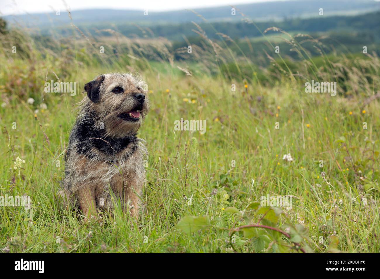CANE - corriere di frontiera Foto Stock