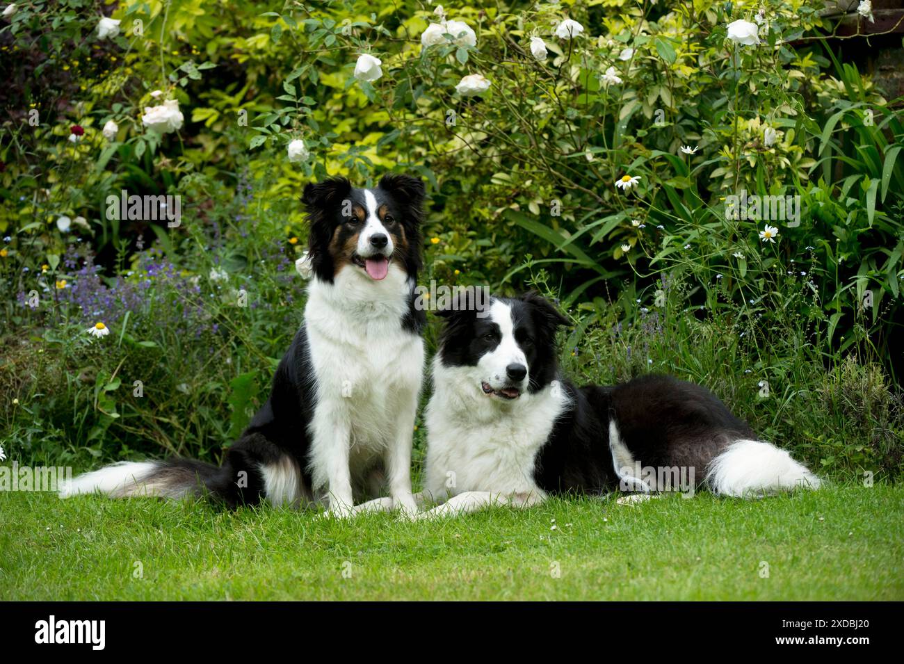 CANE - collie di confine seduti in giardino Foto Stock