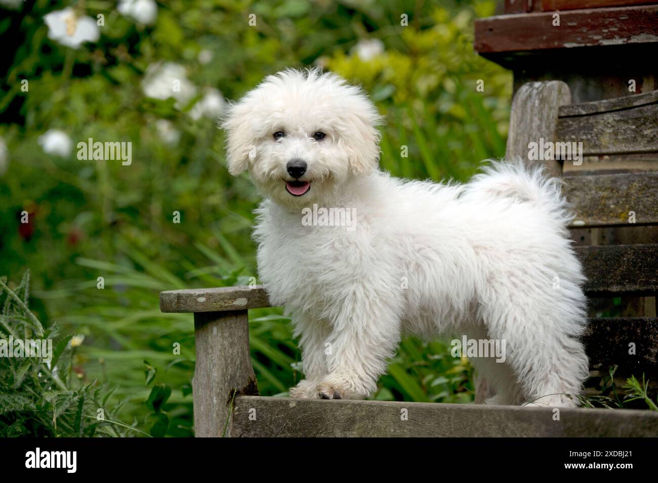 CANE - Bichon Frise X Poodle in piedi sulla panchina da giardino Foto Stock