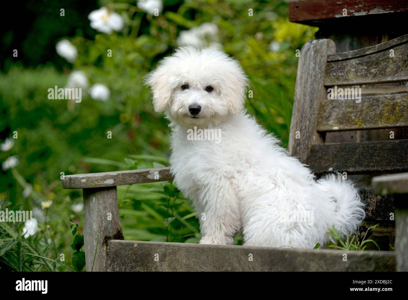 CANE - Bichon Frise X Poodle seduto sulla panchina del giardino Foto Stock
