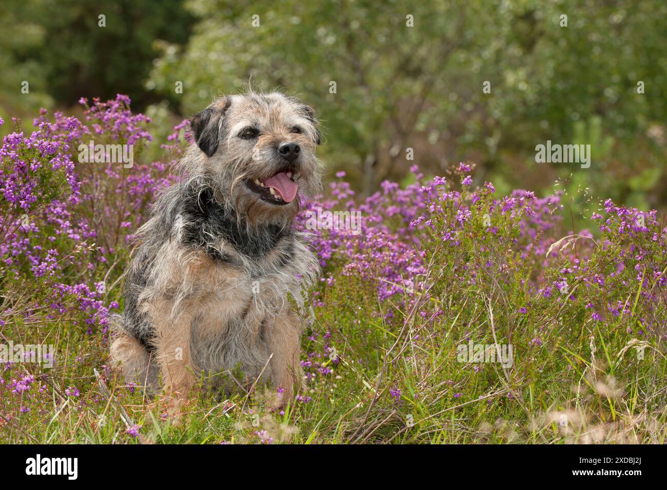 CANE - corriere di frontiera Foto Stock