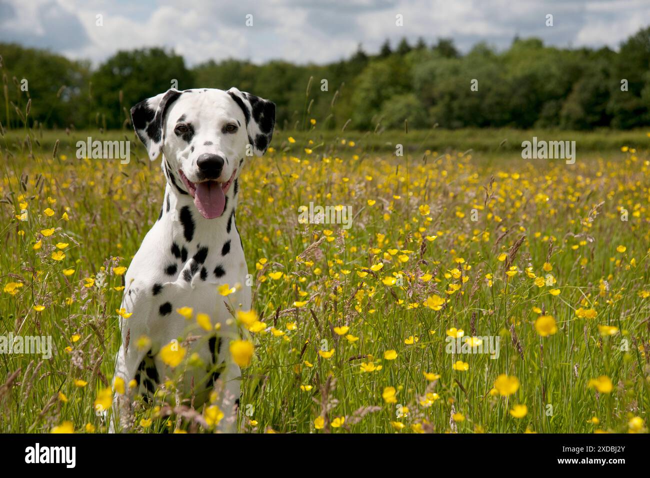 CANE - dalmata seduto nel campo della tazza di burro Foto Stock