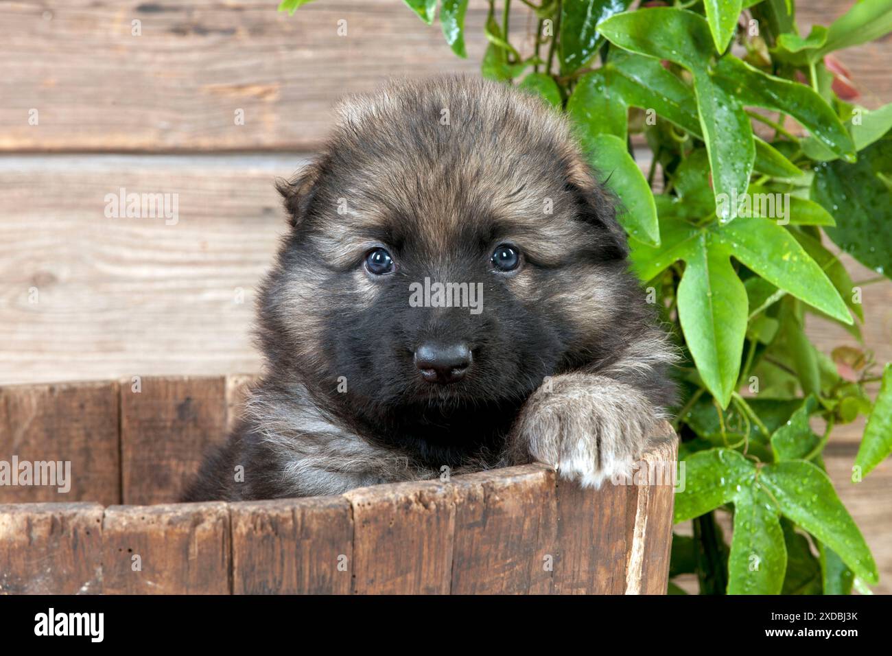 CANE - cane pastore tedesco - cucciolo seduto in una vasca di legno Foto Stock