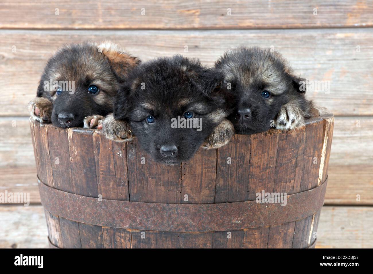 CANE - cane pastore tedesco - cuccioli seduti nella vasca di legno Foto Stock