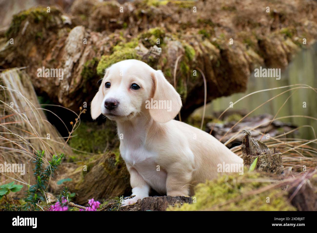 Cane - Dachshund cucciolo di 7 settimane Foto Stock