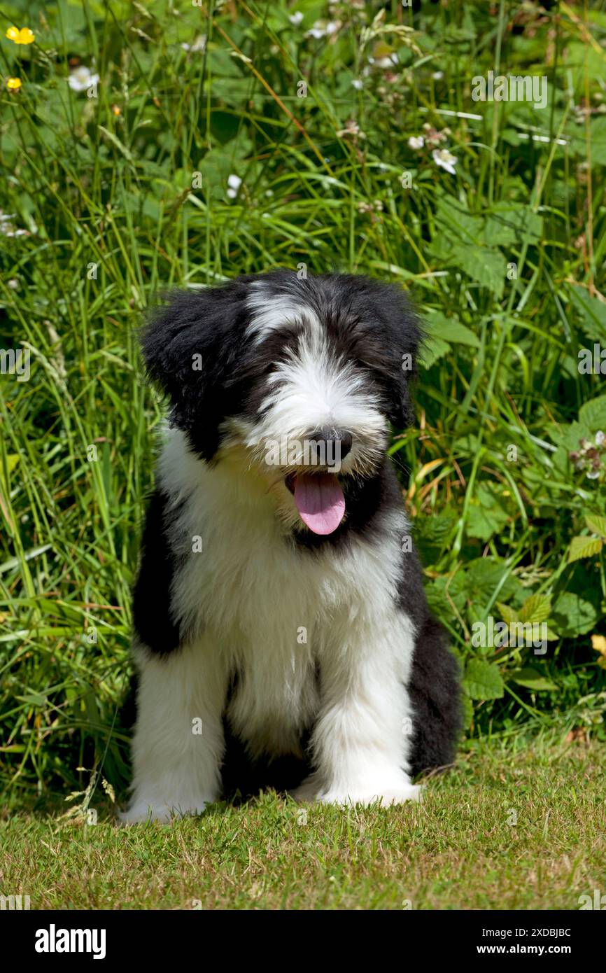 CANE - cucciolo di collie barbuto seduto in giardino Foto Stock