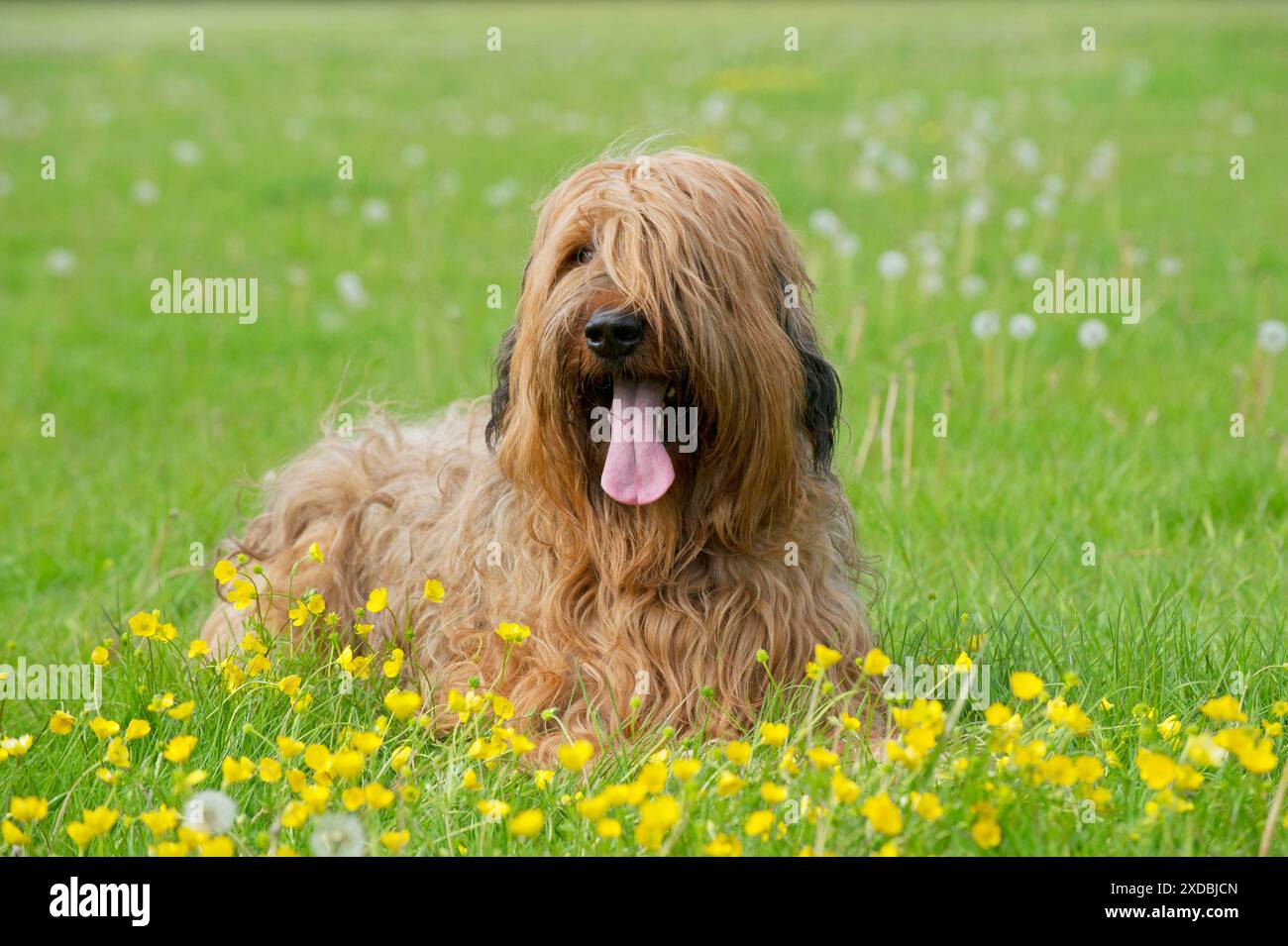 Dog Briard Foto Stock