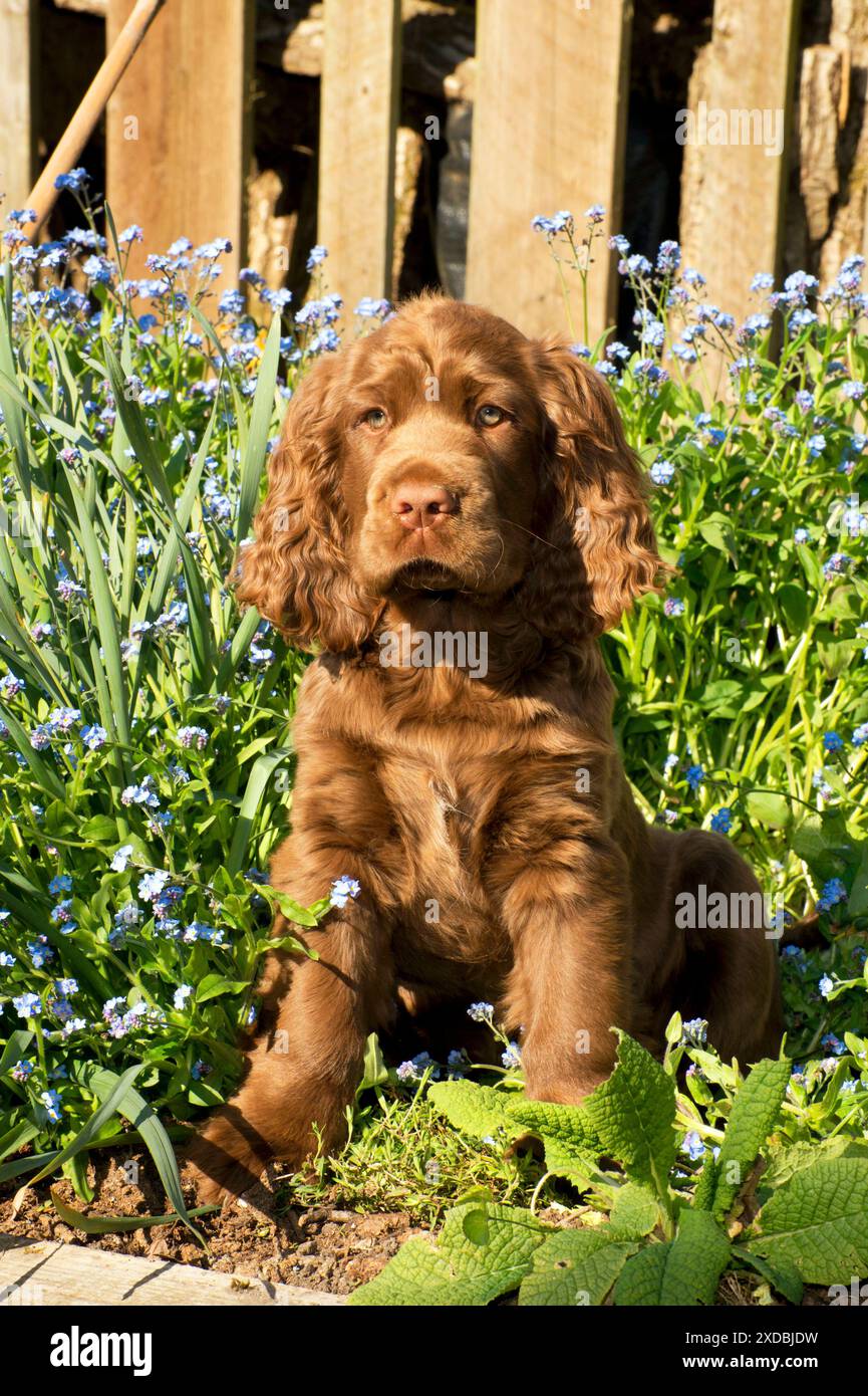 Cane - 14 settimane vecchio Sussex Spaniel puppy in un letto di fiori Foto Stock