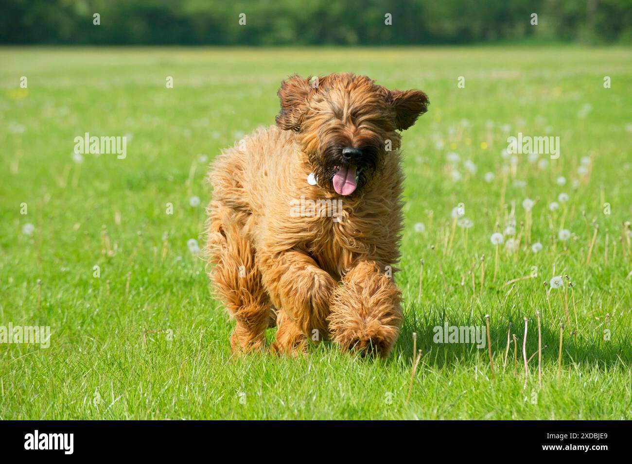 Dog Briard Foto Stock