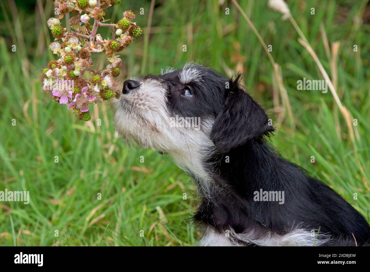 Cane - Mini cucciolo Schnauzer Foto Stock