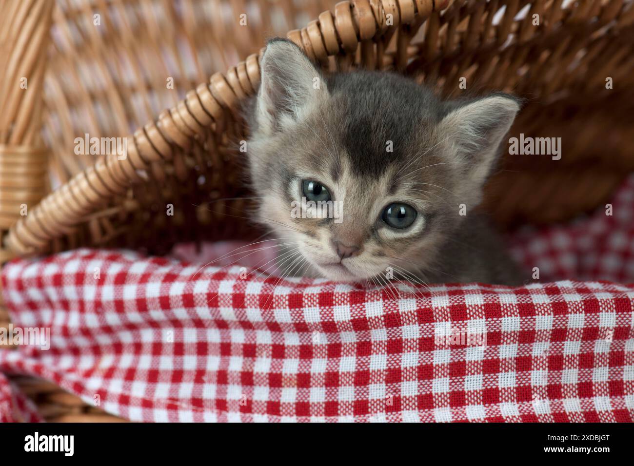Gatto Burmilla, gattino di 5 settimane Foto Stock