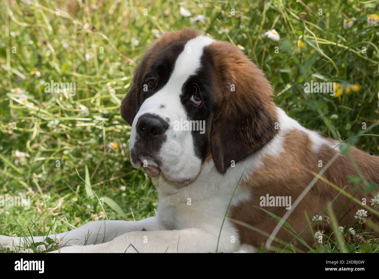 foto di cane san bernardo