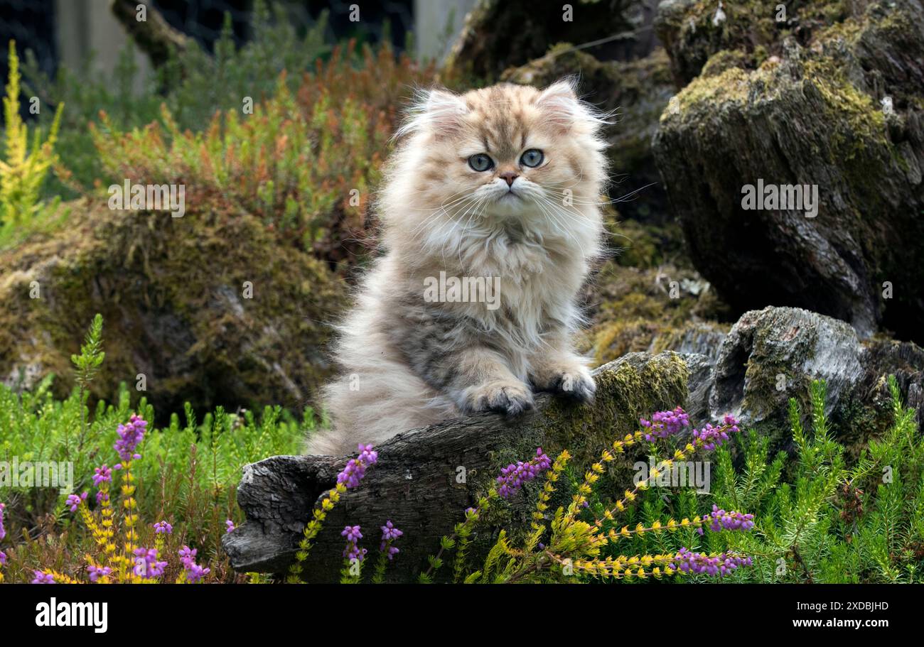 Gatto persiano Chinchilla Golden gattino di 14 settimane Foto Stock