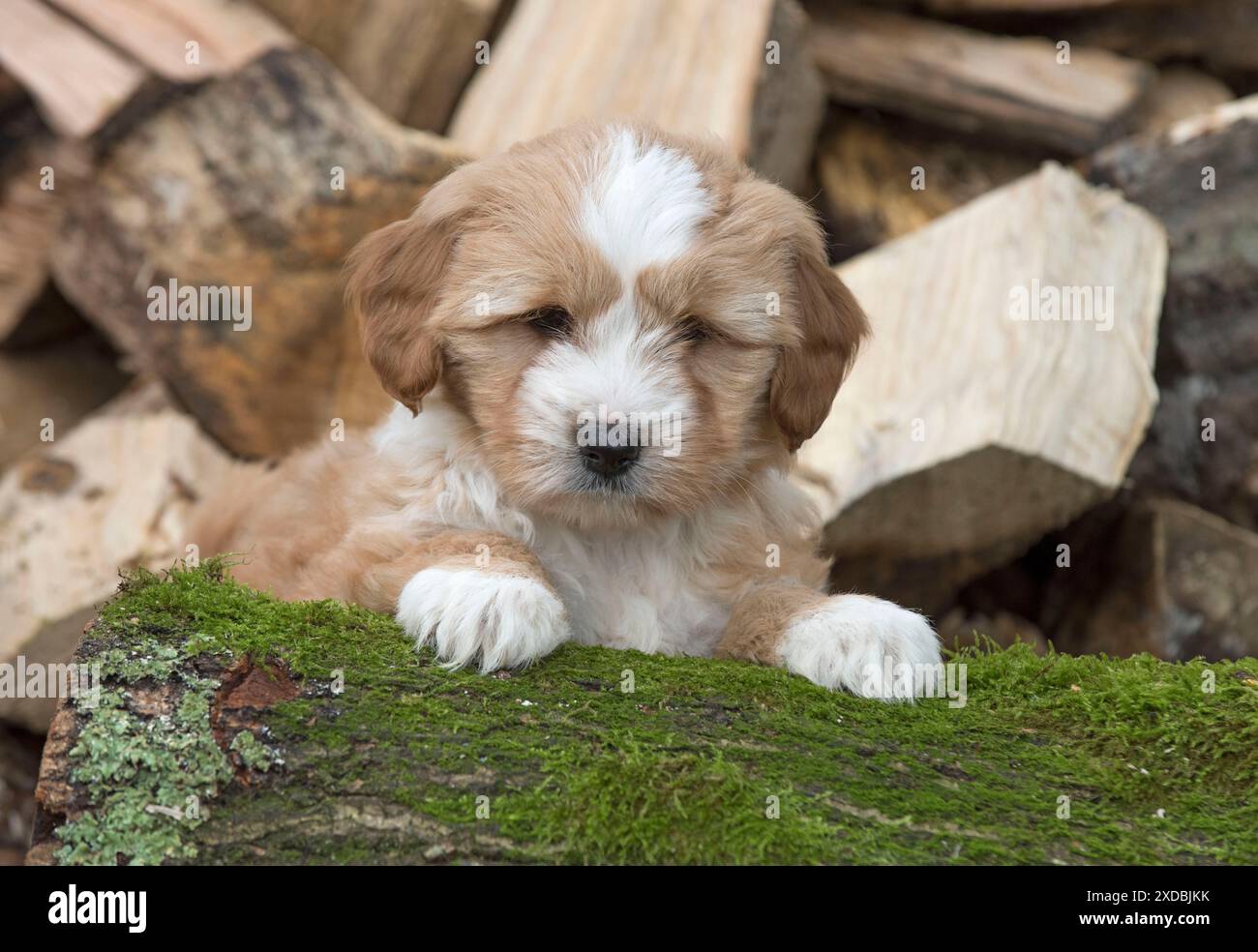 Cucciolo tibetano Terrier su una pila di tronchi Foto Stock