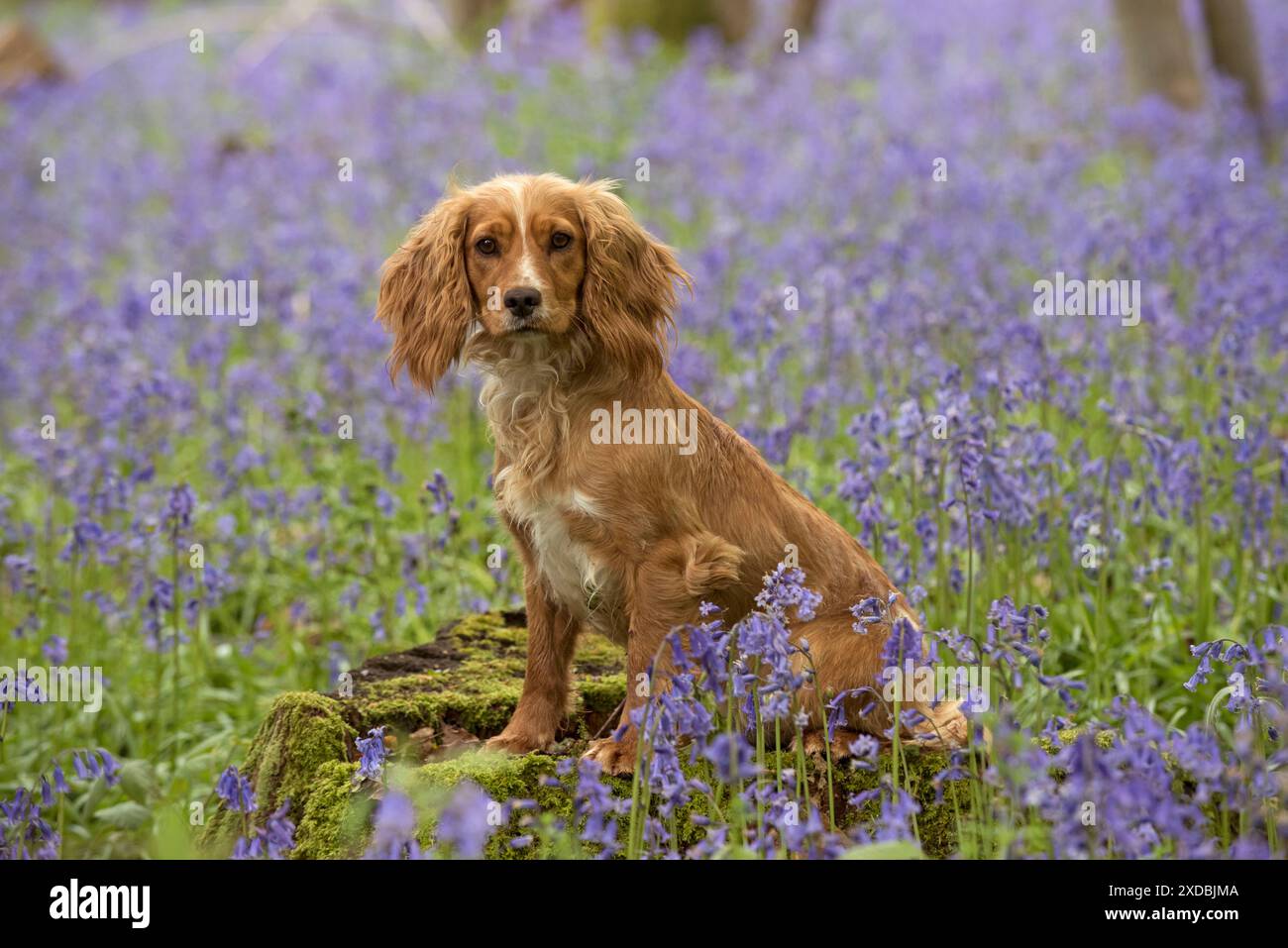 Biglietto Di Auguri Con Cucciolo Di Cocker Spaniel - Vuoto Interno, Con Busta, 148x144 Mm, Per Compleanno E Anniversario