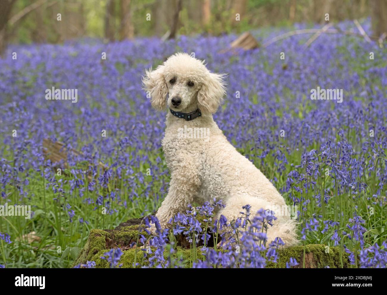 Labradoodle cane Foto Stock