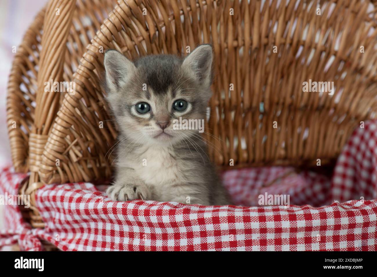 Gatto Burmilla, gattino di 5 settimane Foto Stock