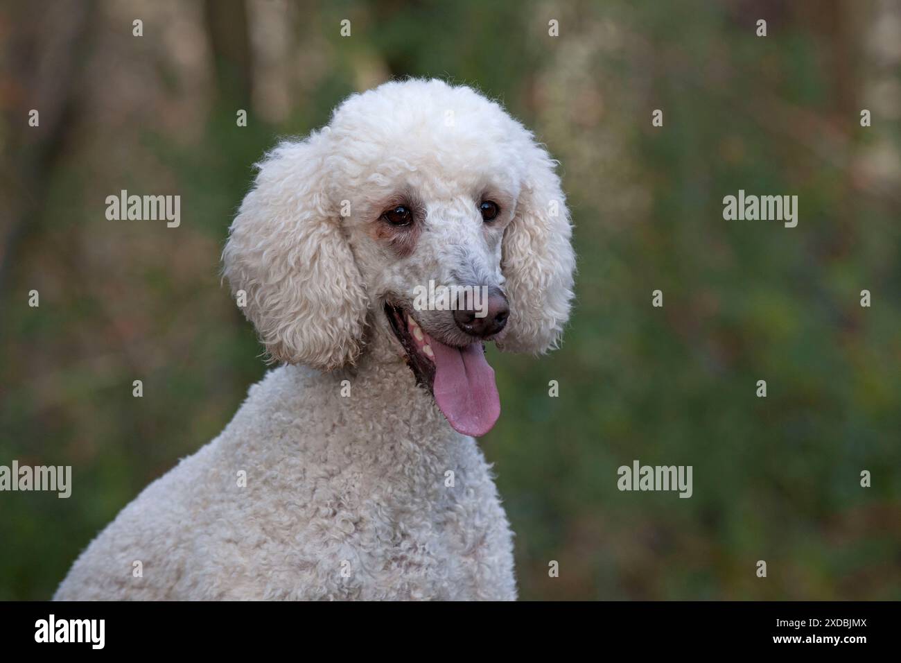 Cane Goldendoodle nel bosco autunno Foto Stock