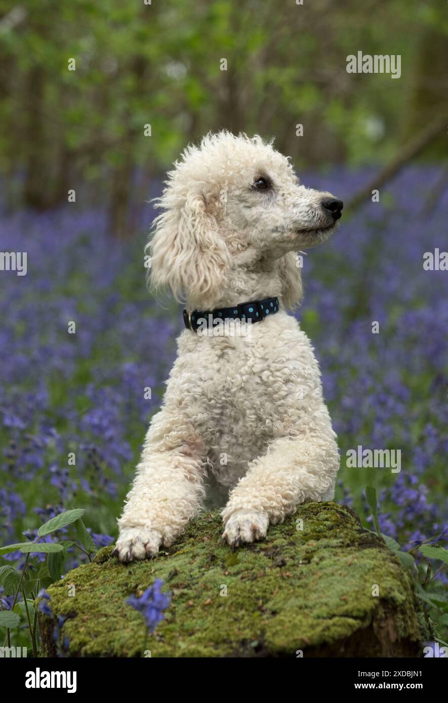 Labradoodle cane Foto Stock