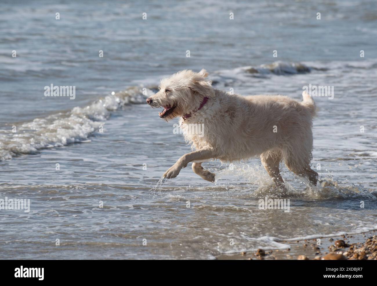 Cane Labradoodle che gioca in mare Foto Stock