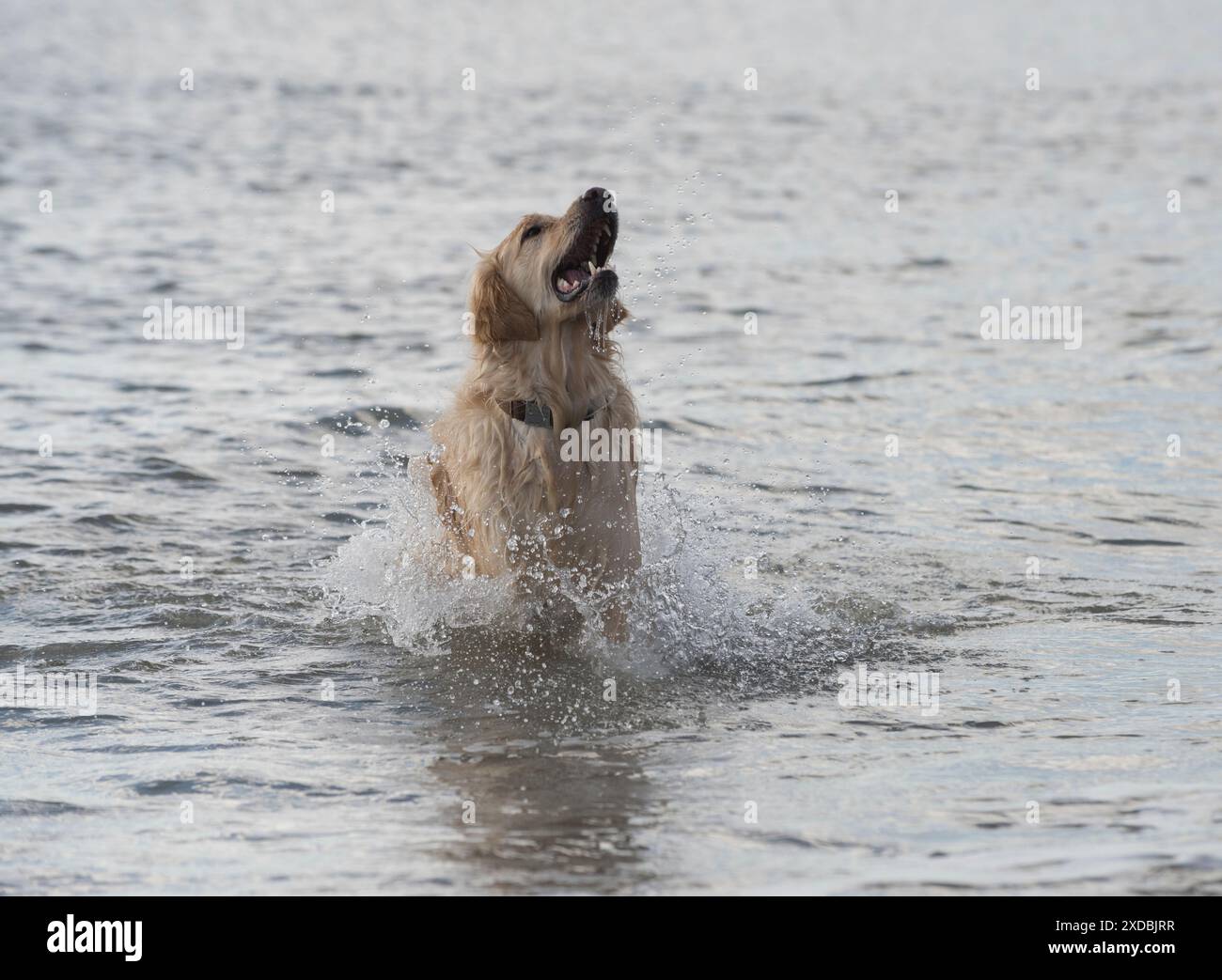 Cane Golden Retriever in esecuzione nel mare Foto Stock