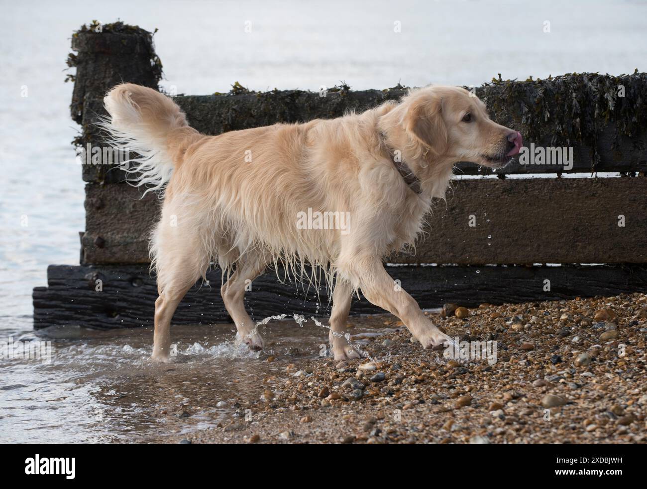 Dog Golden Retriever sulla spiaggia in riva al mare Foto Stock