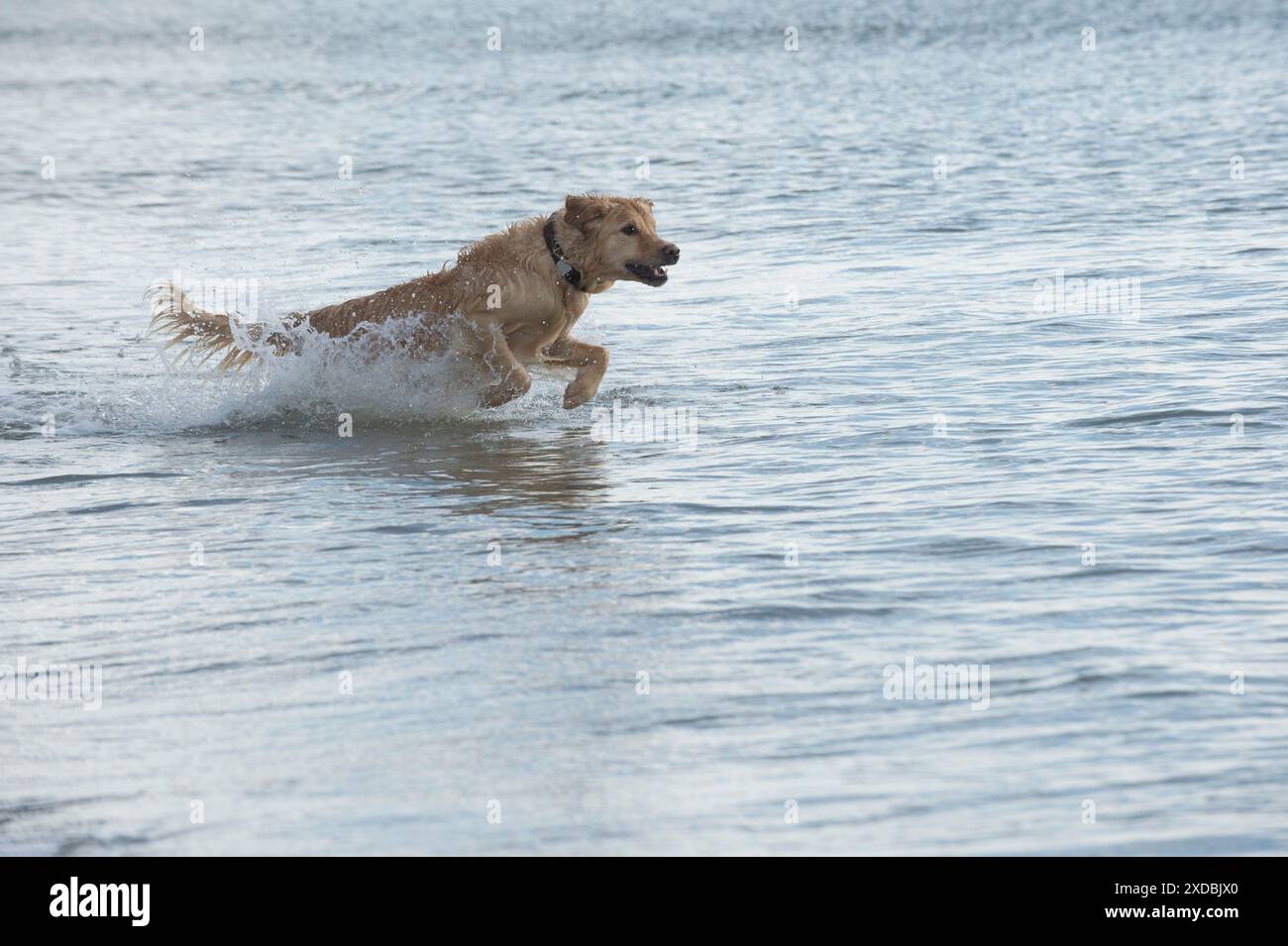 Cane Golden Retriever in esecuzione nel mare Foto Stock