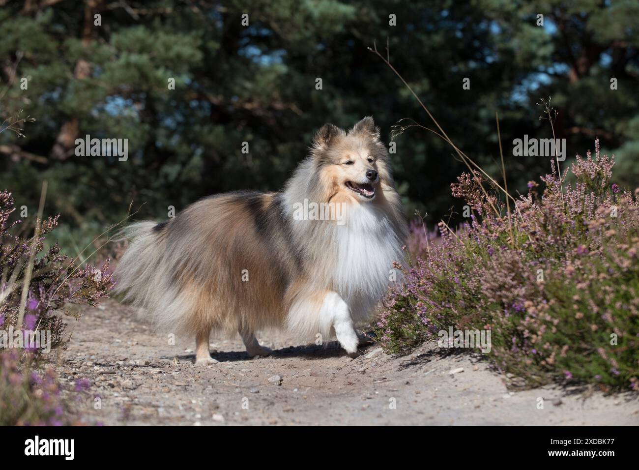 Cane Shetland Sheepdog Foto Stock