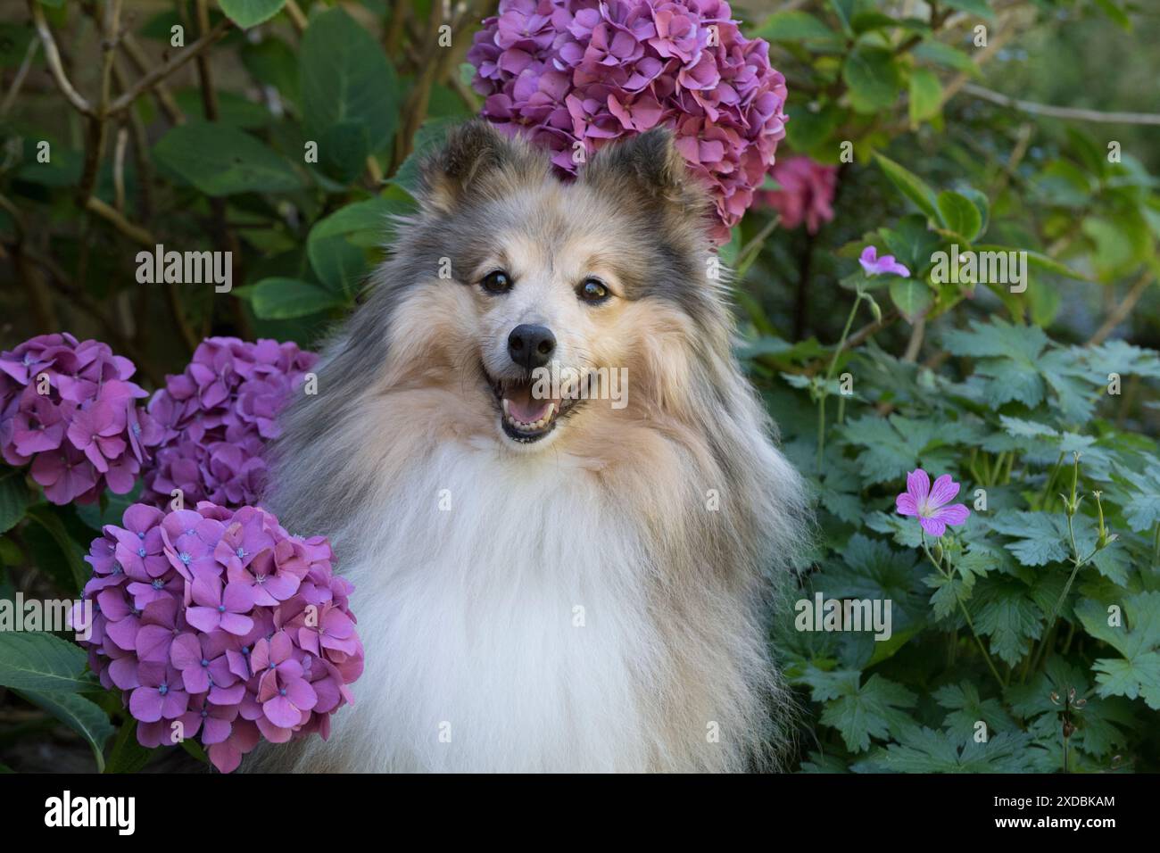 Cane Shetland Sheepdog Foto Stock