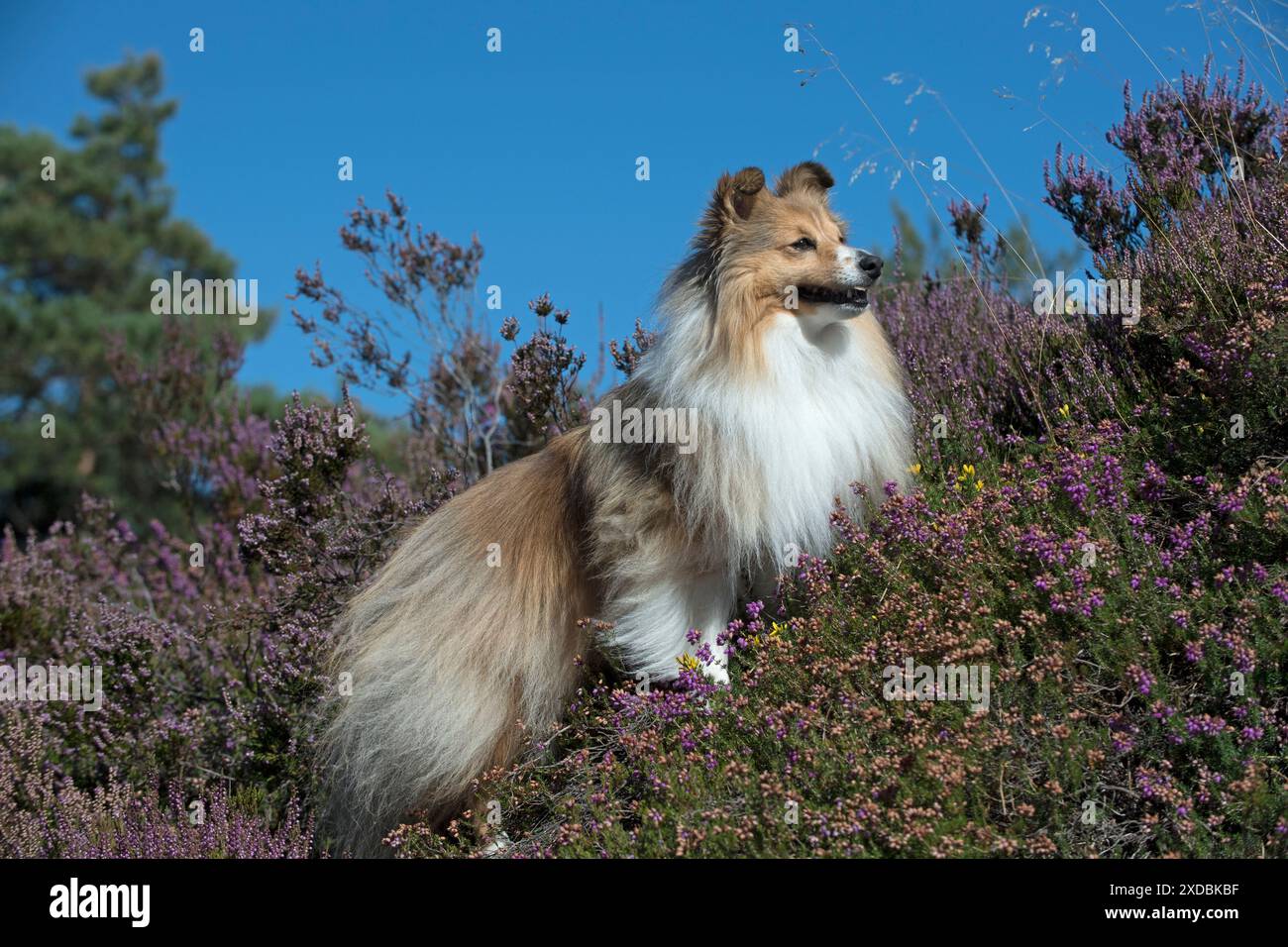 Cane Shetland Sheepdog Foto Stock