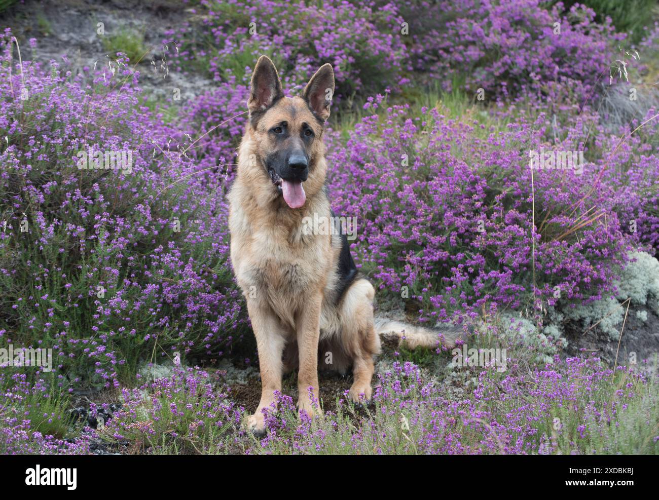 Cane Pastore tedesco (in piedi) Foto Stock