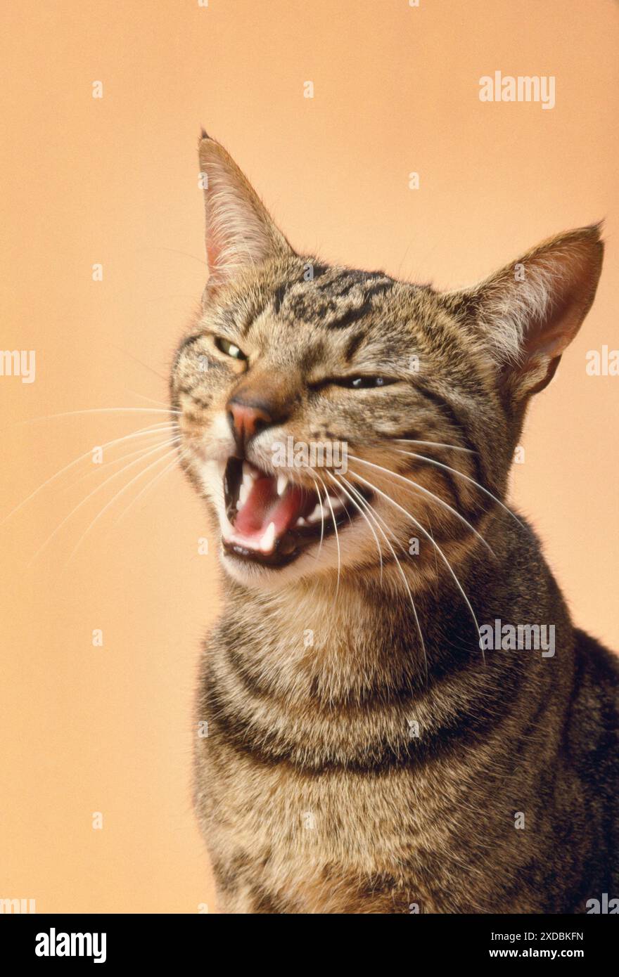 TABBY CAT - colpo di testa bocca aperta miaching Foto Stock