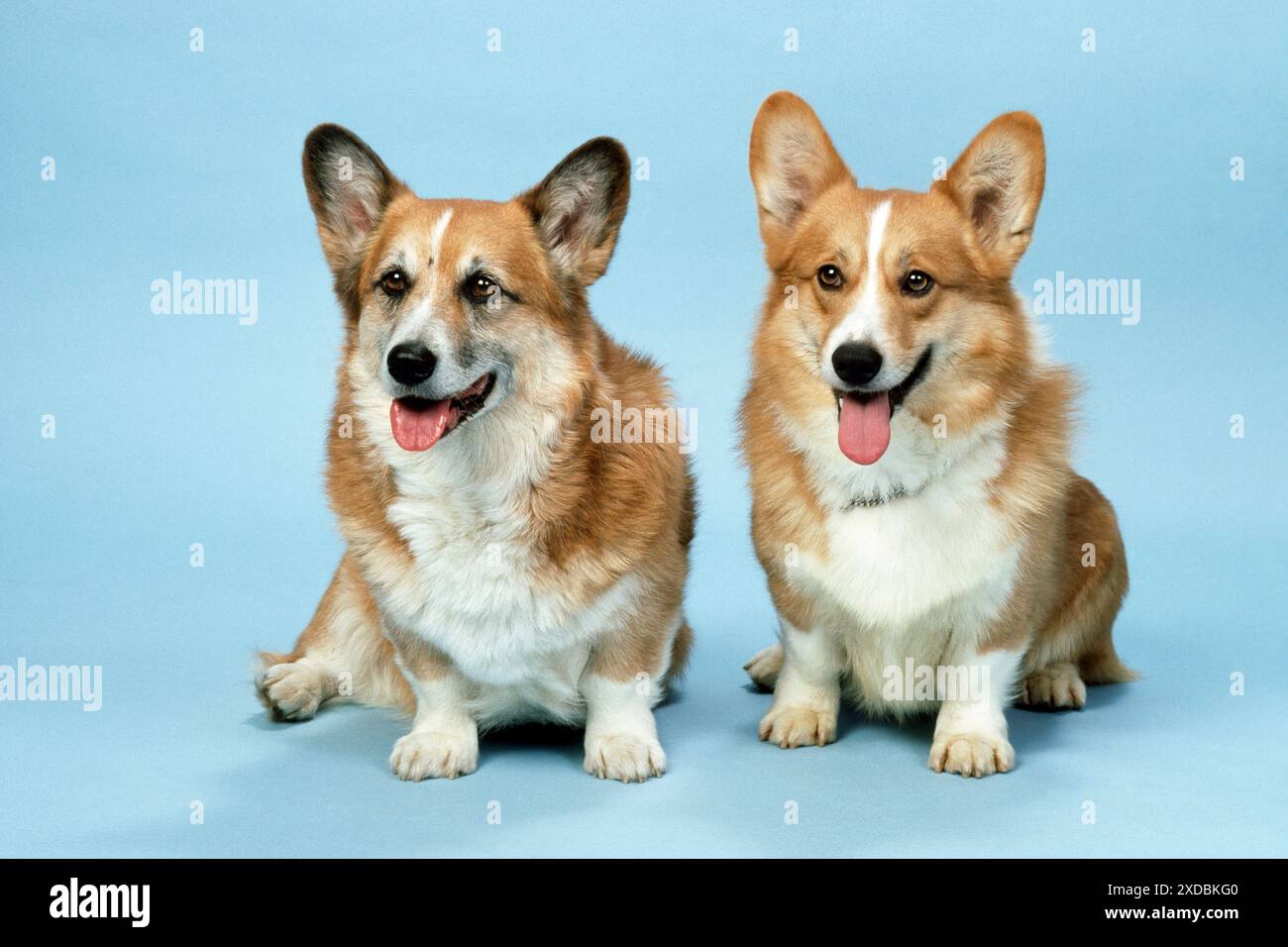Cane - Corgi gallese (Pembroke) Foto Stock