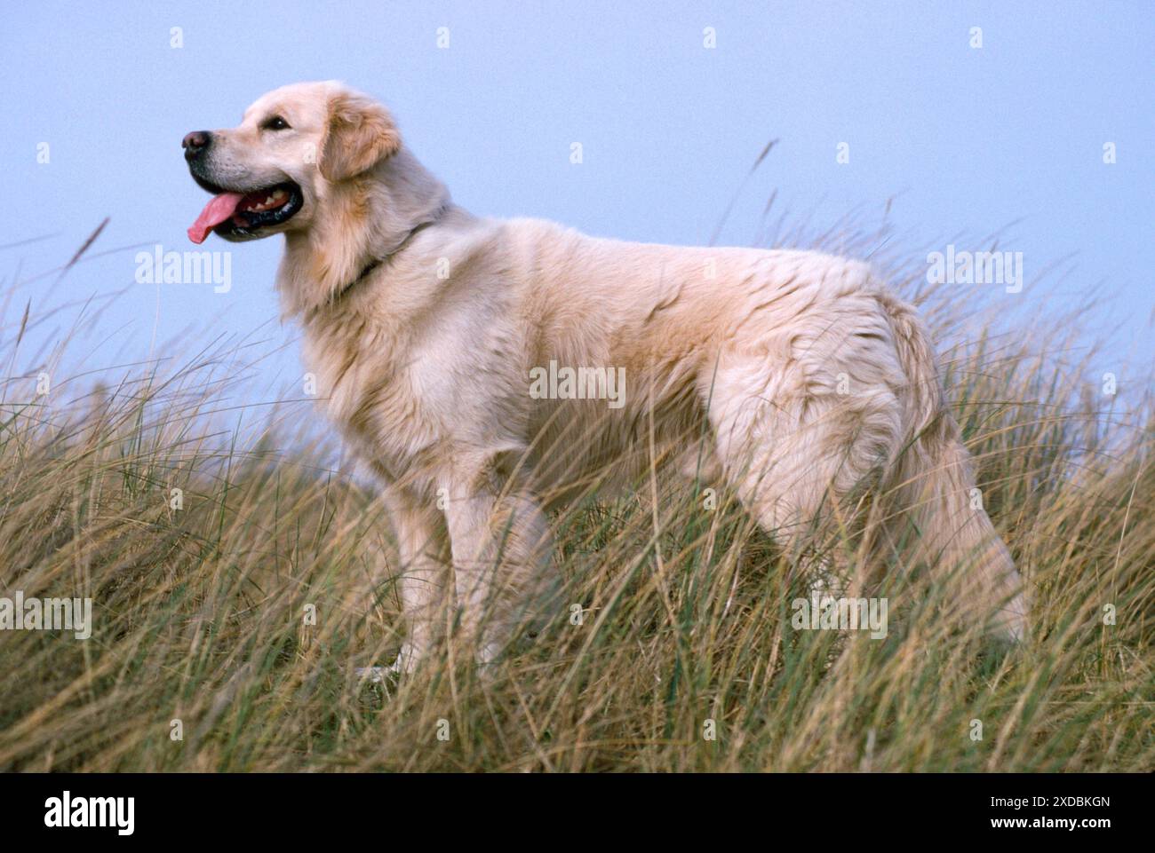 Il GOLDEN RETRIEVER CANE Foto Stock