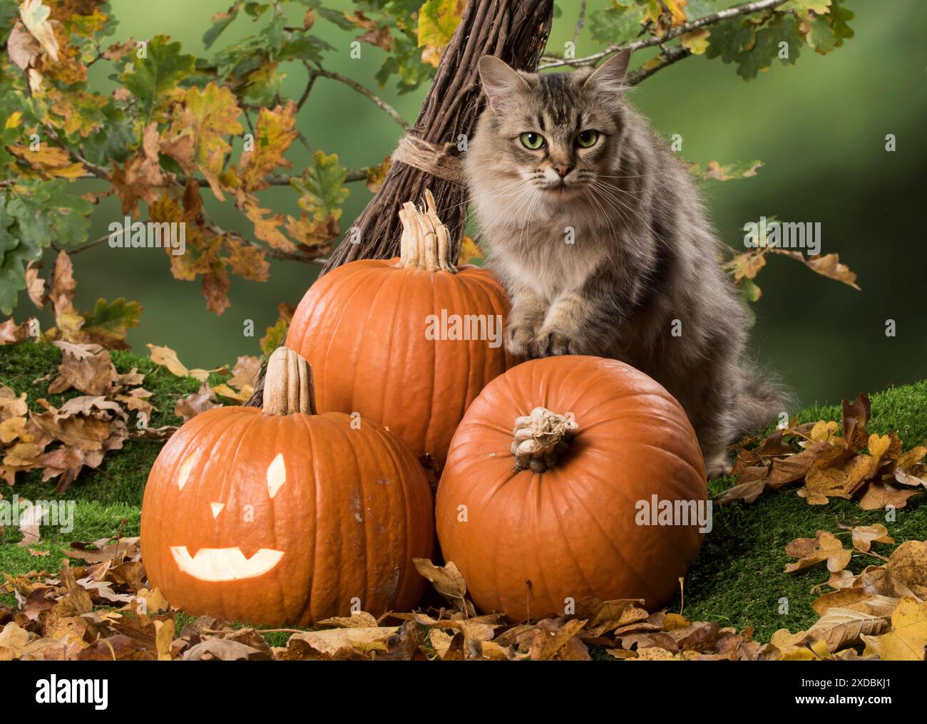 Berretto con punta nera Cat, con zucche Foto Stock