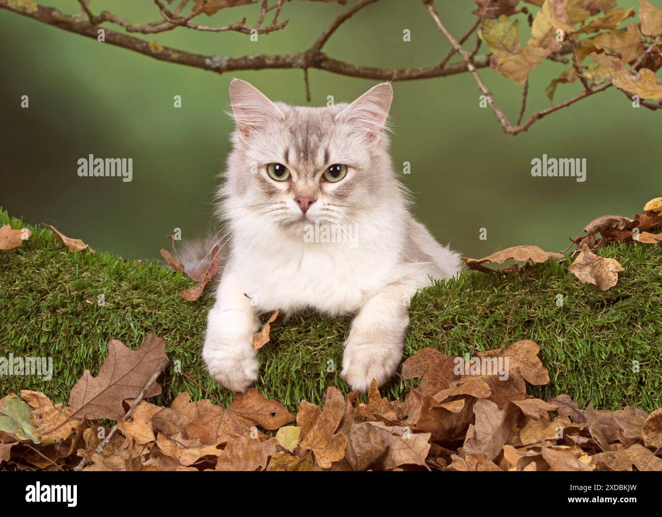 Cat Tiffanie, Chocolate Silver, in autunno Foto Stock