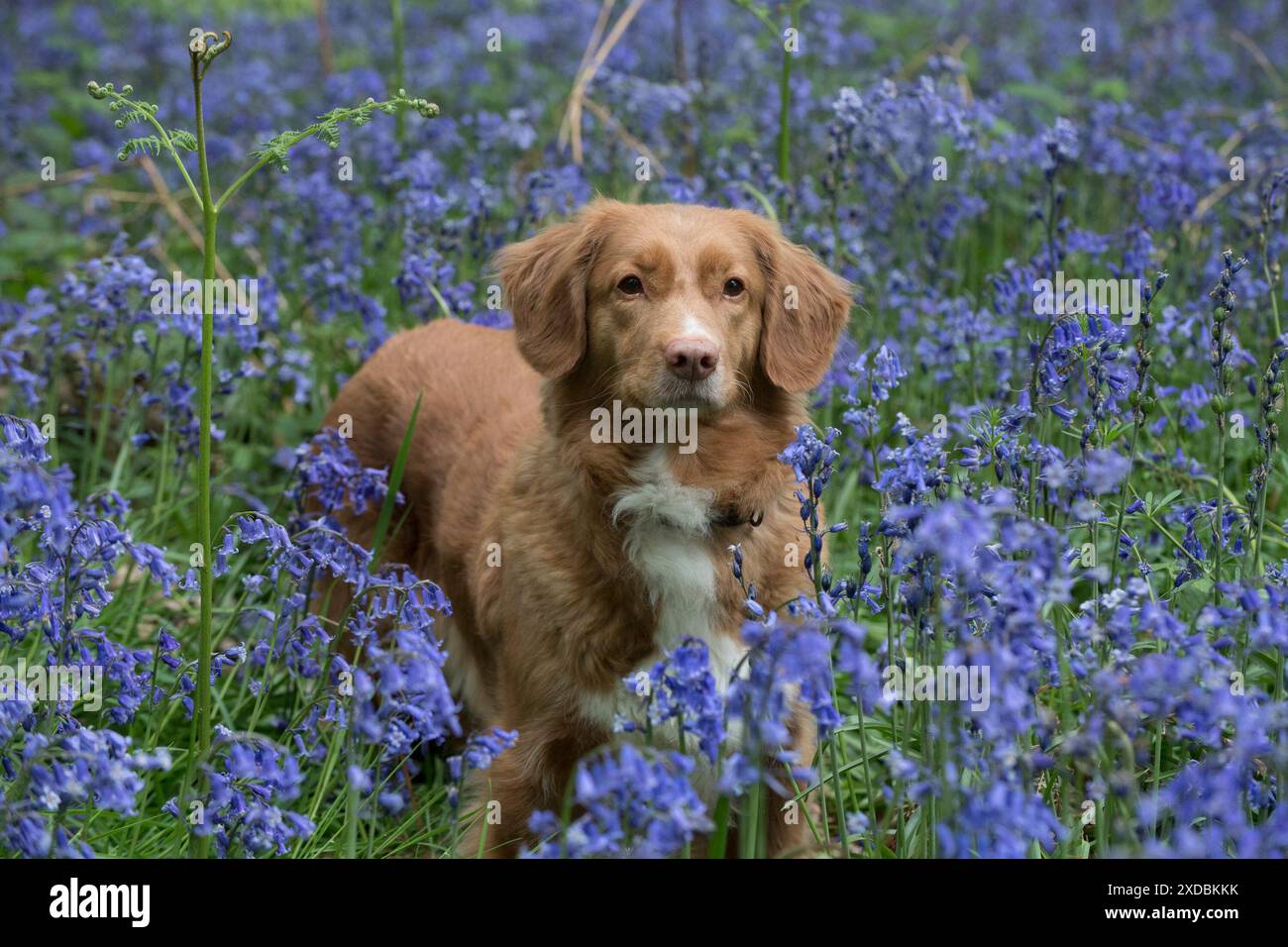 Recupero del pedaggio dell'anatra della nuova Scozia a Bluebells, Foto Stock