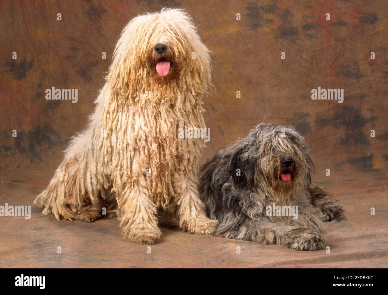 Cane - Komondor e Puli - cani da pecora ungheresi Foto Stock