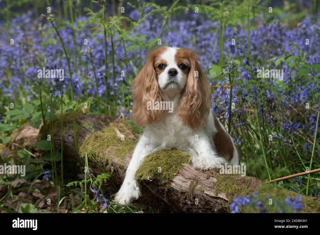 Cavalier King Charles Spaniel a Bluebells, Foto Stock