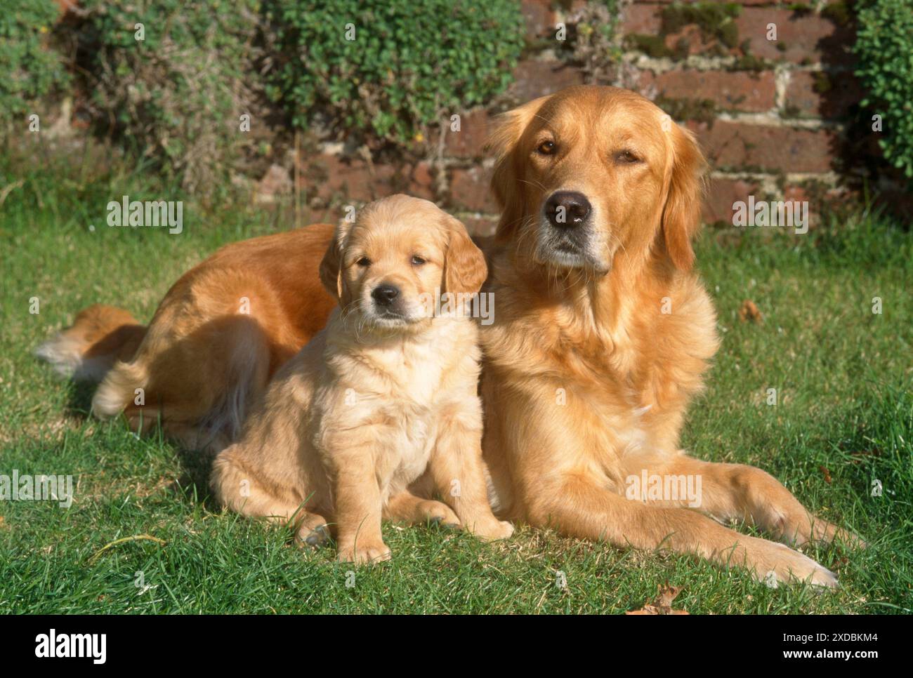 Golden Retriever Dog - con cucciolo Foto Stock