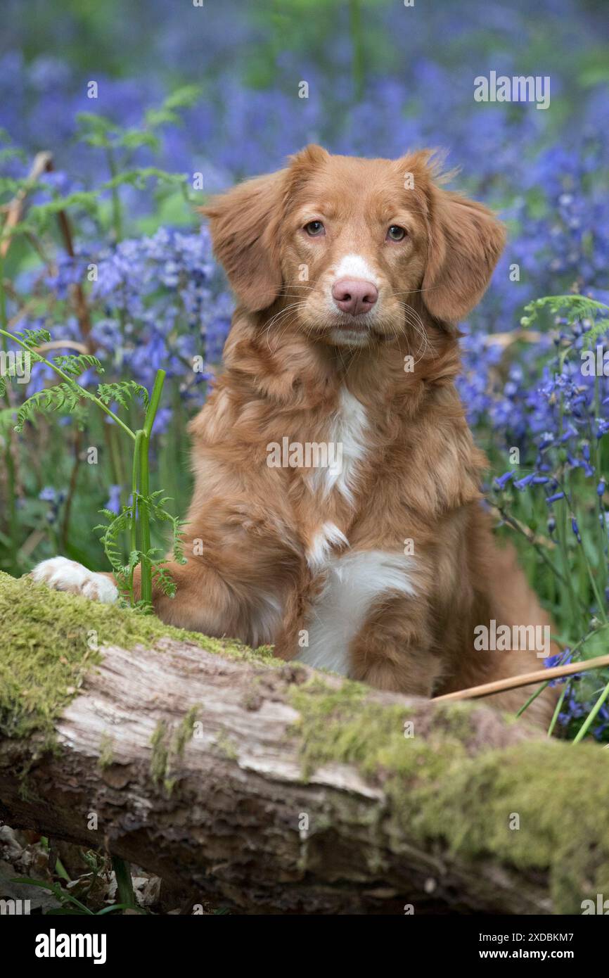 Recupero del pedaggio dell'anatra della nuova Scozia a Bluebells, Foto Stock