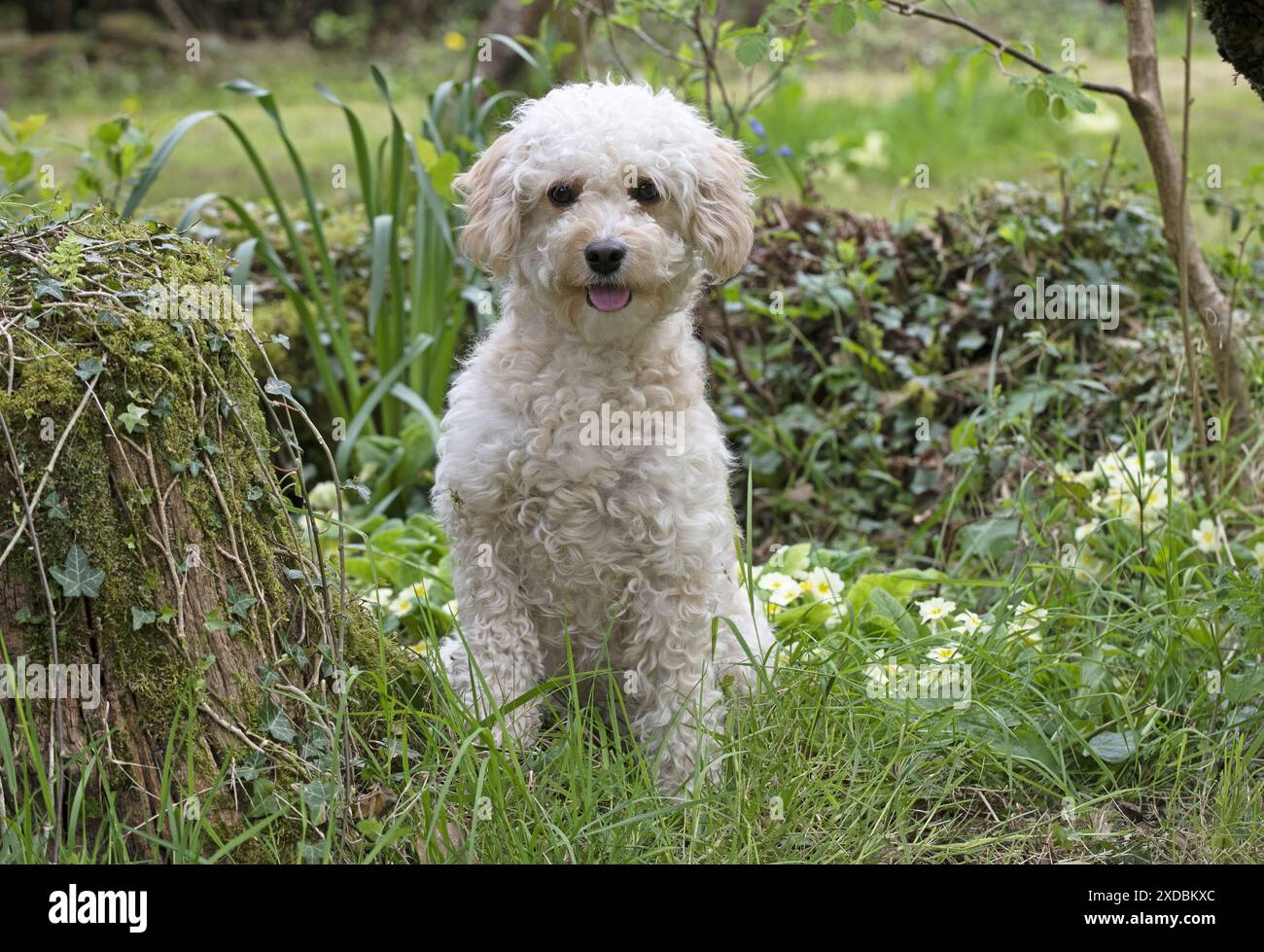 CANE. Cavapoo in un giardino primaverile Foto Stock