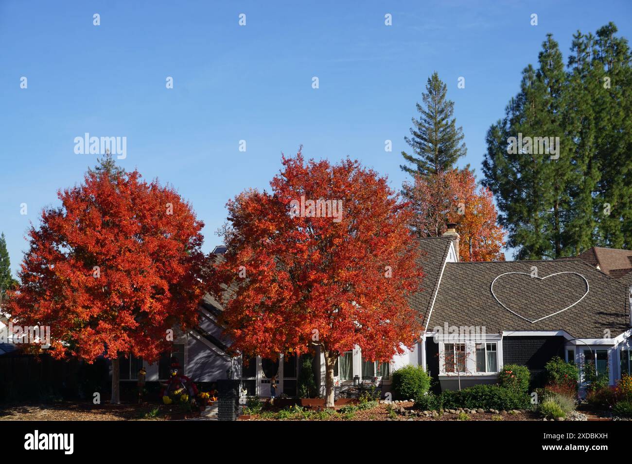 rosso magnifico fogliame in autunno a sacramento ca usa, vicino a una casa con un cuore sul tetto Foto Stock