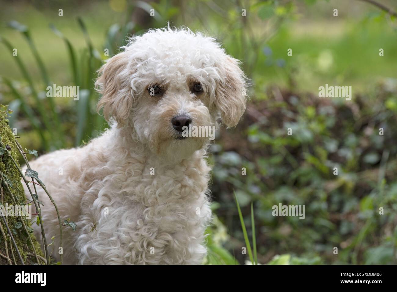 CANE. Cavapoo in un giardino primaverile Foto Stock