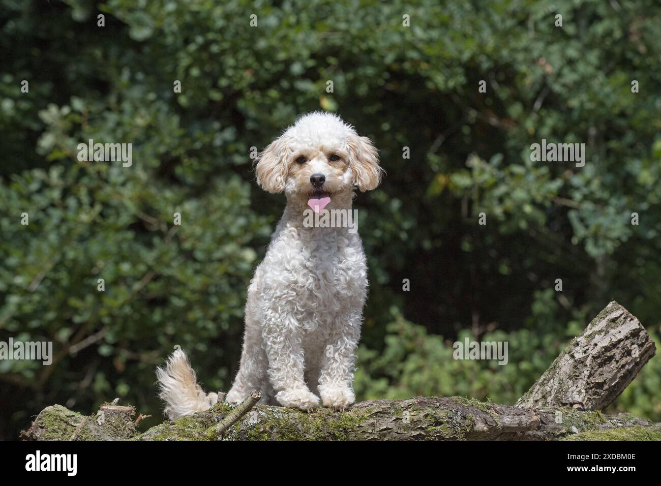 CANE. Cavapoo in un giardino Foto Stock
