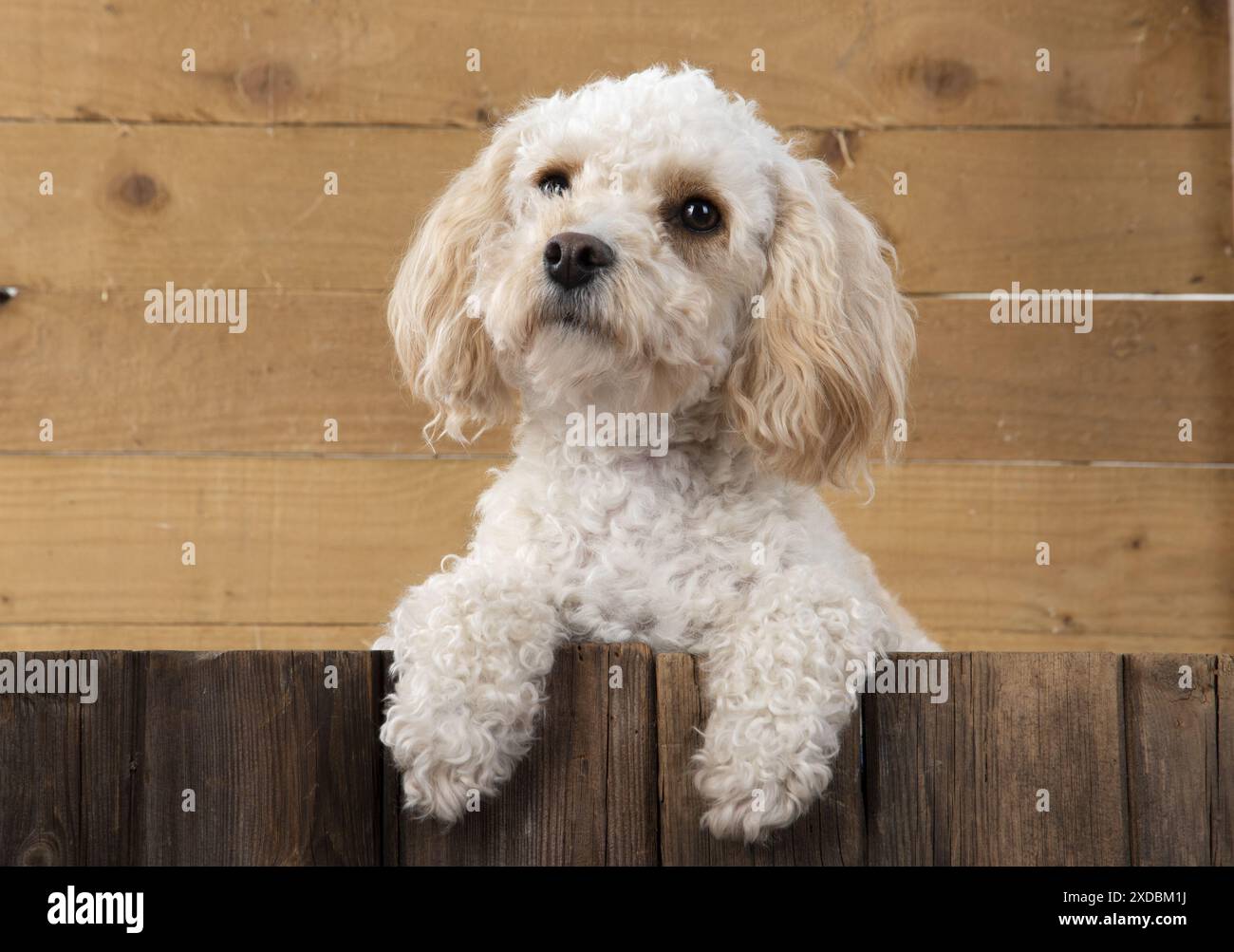 CANE. Cavapoo con zampe sul legno Foto Stock