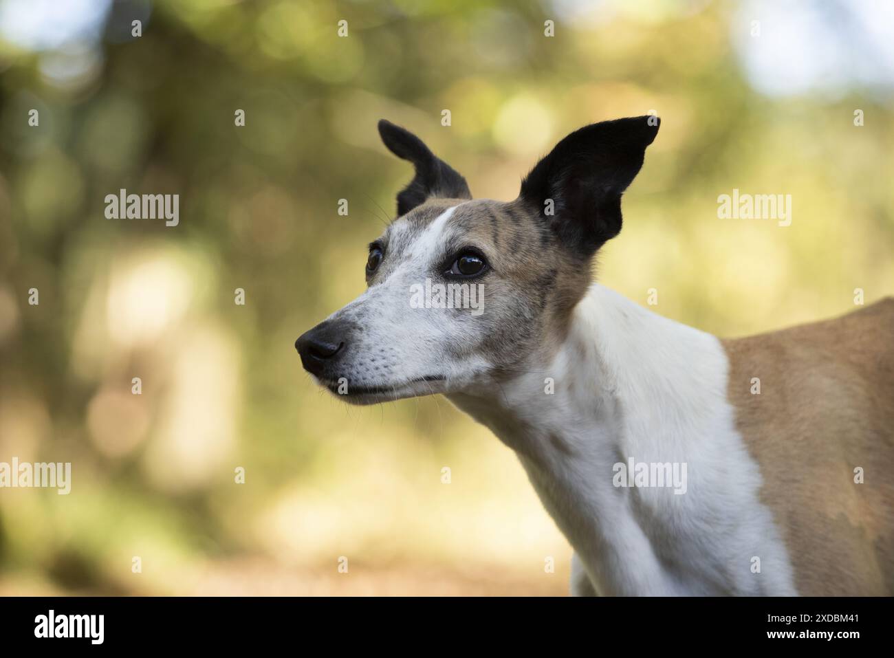 CANE. Whippet, in autunno Foto Stock