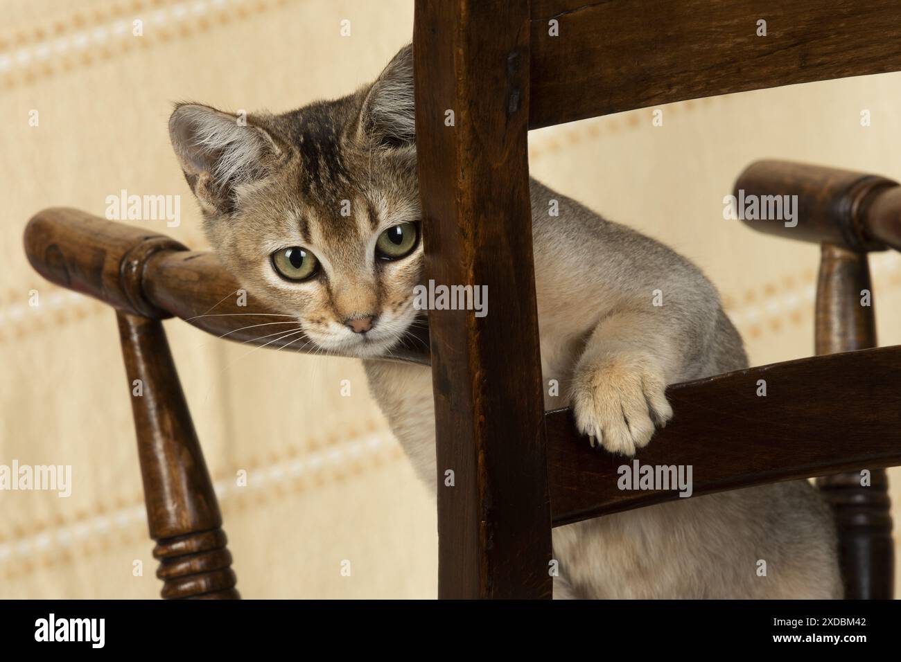 CAT. Tabby asiatico su una sedia Foto Stock