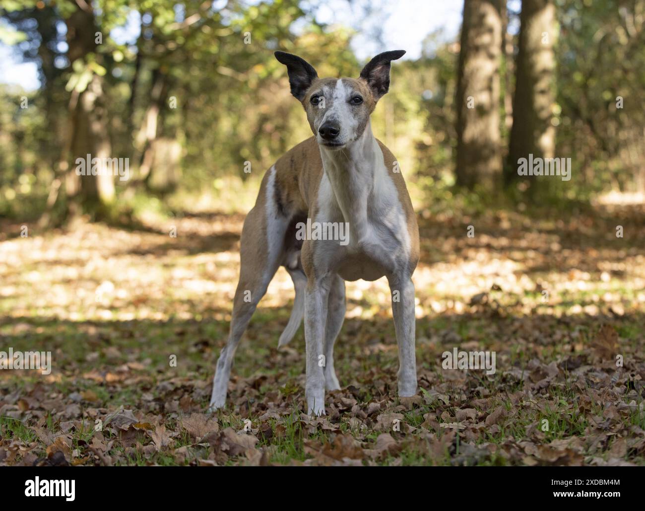 CANE. Whippet, in autunno Foto Stock